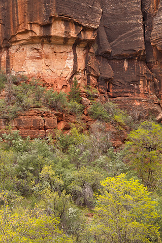 The canyon walls spring to life. Zion National Park - April 8, 2007.