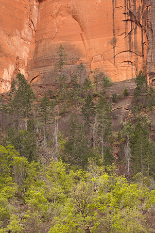 Red cliffs rise towards Angels Landing. Zion National Park - April 8, 2007.