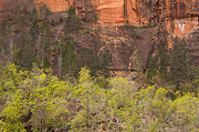 Colorful canyons at Big Bend - Zion National Park
