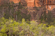 Colorful canyons at Big Bend - Zion National Park