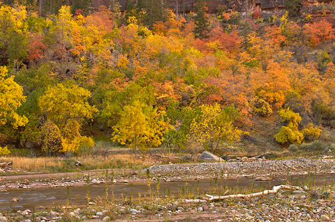 Fall color along the Virgin River. Zion National Park - October 28, 2006.
