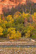 Fall color and the Virgin River - Zion National Park