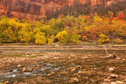 Fall color clings to the cliffs behind the Virgin River. Zion National Park - October 28, 2007.