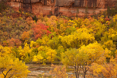 Big Bend with fall color. Zion National Park - October 28, 2007.
