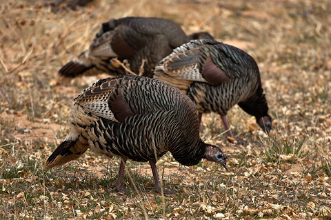 Wild Turkey (Meleagris gallopavo). Zion National Park - February 18, 2006.