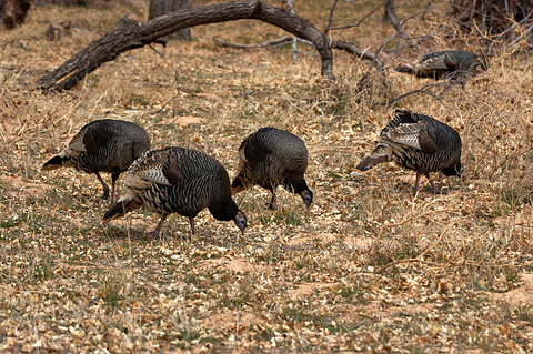 Wild Turkey (Meleagris gallopavo). Zion National Park - February 18, 2006.