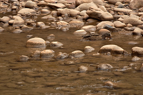 Mallard (Anas platyrhynchos). Zion National Park - February 18, 2006.