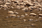 Mallard (Anas platyrhynchos) - Zion National Park