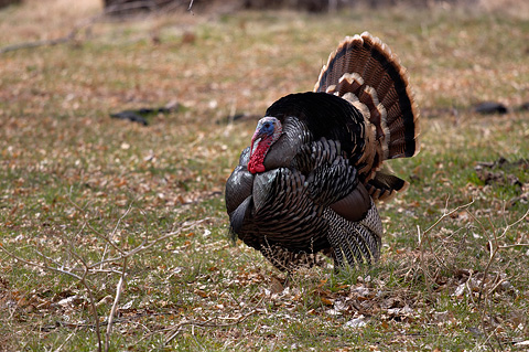 Wild Turkey (Meleagris gallopavo). Zion National Park - March 24, 2006.