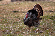 Wild Turkey (Meleagris gallopavo) - Zion National Park