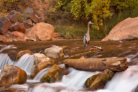 Great Blue Heron (Ardea herodias). Zion National Park - October 16, 2008.
