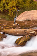 Great Blue Heron (Ardea herodias) - Zion National Park