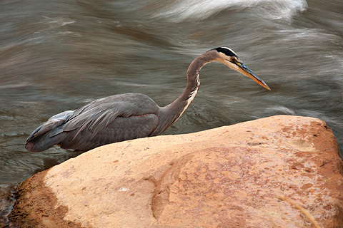 Great Blue Heron (Ardea herodias). Zion National Park - October 18, 2008.