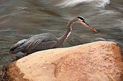 Great Blue Heron (Ardea herodias) - Zion National Park