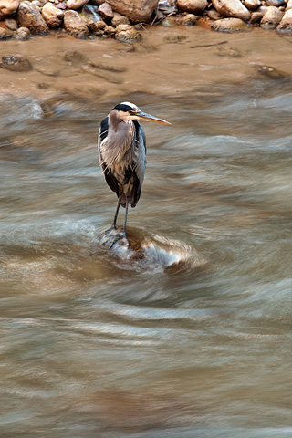Great Blue Heron (Ardea herodias). Zion National Park - October 18, 2008.