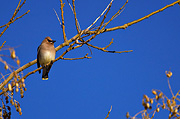 Cedar Waxwing (Bombycilla cedrorum) - Zion National Park