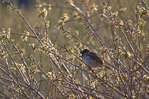 House Sparrow (Passer domesticus). Zion National Park - March 12, 2005.