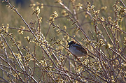 House Sparrow (Passer domesticus) - Zion National Park