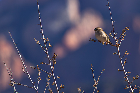 House Sparrow (Passer domesticus). Zion National Park - March 12, 2005.