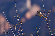 House Sparrow (Passer domesticus) - Zion National Park