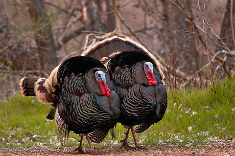 Wild Turkey (Meleagris gallopavo). Zion National Park - March 12, 2005.