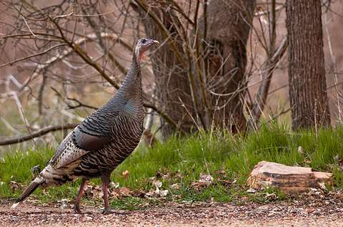 Wild Turkey (Meleagris gallopavo). Zion National Park - March 12, 2005.