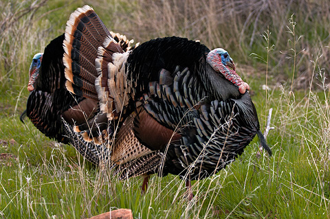Wild Turkey (Meleagris gallopavo). Zion National Park - March 12, 2005.