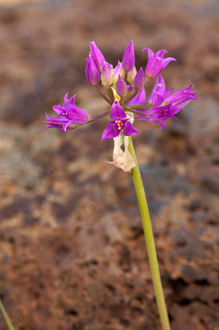 Tapertip Onion (Allium acuminatum). Zion National Park - June 13, 2010.
