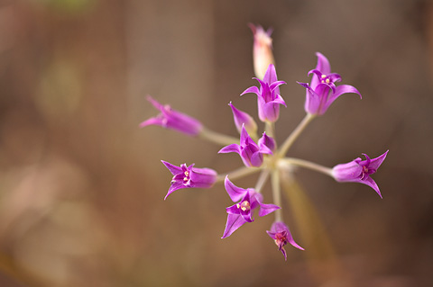 Tapertip Onion (Allium acuminatum). Zion National Park - May 28, 2007.
