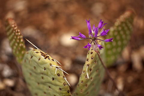 Tapertip Onion (Allium acuminatum). Zion National Park - May 22, 2009.