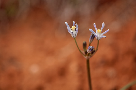 Funnel Lily (Androstephium breviflorum). Zion National Park - April 16, 2010.