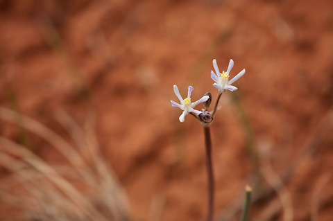 Funnel Lily (Androstephium breviflorum). Zion National Park - April 16, 2010.