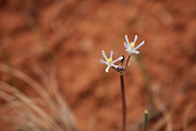 Funnel Lily (Androstephium breviflorum) - Zion National Park