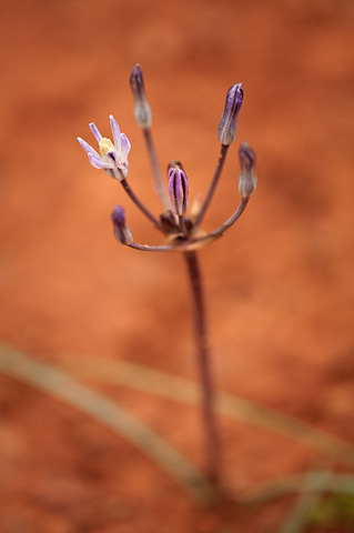 Funnel Lily (Androstephium breviflorum). Zion National Park - April 11, 2009.