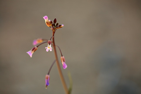 Perennial Rockcress (Arabis perennans). Zion National Park - April 2, 2010.