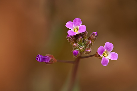 Perennial Rockcress (Arabis perennans). Zion National Park - April 3, 2010.
