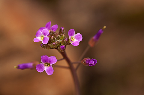 Perennial Rockcress (Arabis perennans). Zion National Park - April 3, 2010.