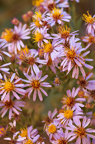Blueleaf Aster (Aster glaucodes). Zion National Park - October 2, 2009.