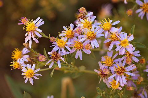 Blueleaf Aster (Aster glaucodes). Zion National Park - October 2, 2009.
