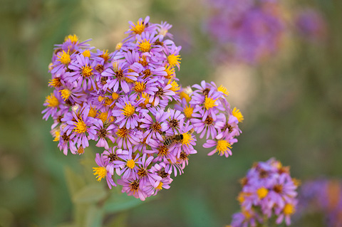 Blueleaf Aster (Aster glaucodes). Zion National Park - October 15, 2010.