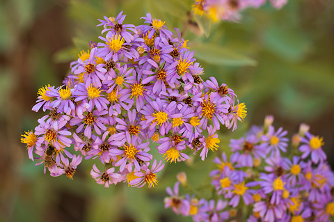Blueleaf Aster (Aster glaucodes). Zion National Park - October 15, 2010.