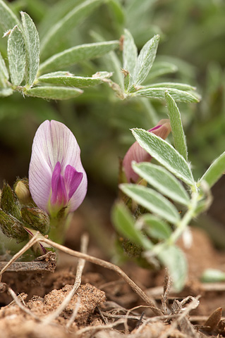 Silverleaf Milkvetch (Astragalus argophyllus). Zion National Park - May 17, 2010.