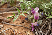 Silverleaf Milkvetch (Astragalus argophyllus) - Zion National Park