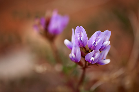 Browse Milkvetch (Astragalus cibarius). Zion National Park - April 2, 2010.