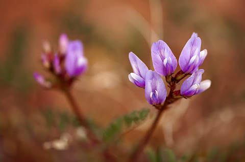 Browse Milkvetch (Astragalus cibarius). Zion National Park - April 2, 2010.