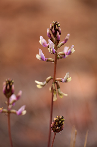Pagumpa milkvetch (Astragalus ensiformis). Zion National Park - April 16, 2010.