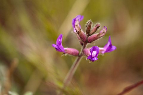 Woolly Locoweed (Astragalus mollissimus). Zion National Park - April 16, 2010.