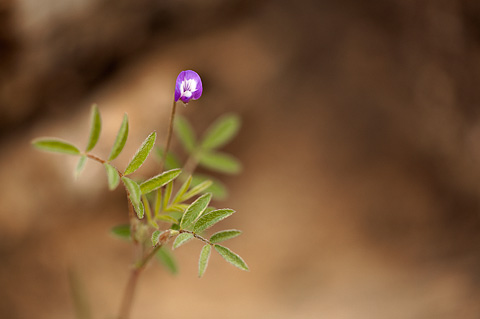 Smallflowered Milkvetch (Astragalus nuttallianus). Zion National Park - April 16, 2010.