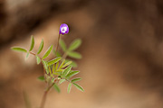 Smallflowered Milkvetch (Astragalus nuttallianus) - Zion National Park