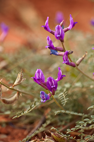 Zion Milkvetch (Astragalus zionis). Zion National Park - April 25, 2008.